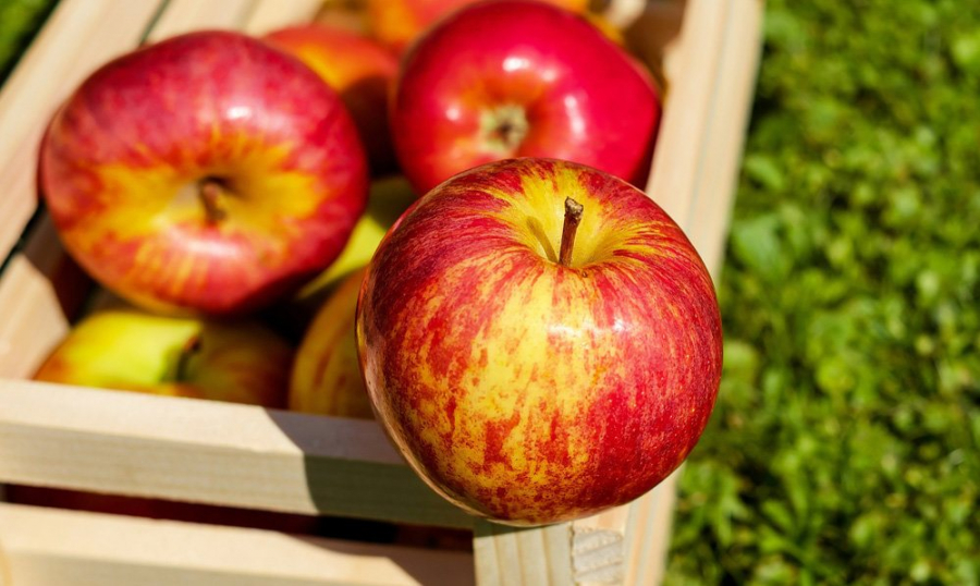 Eatable Exhibits: museum in Almaty offers visitors apples