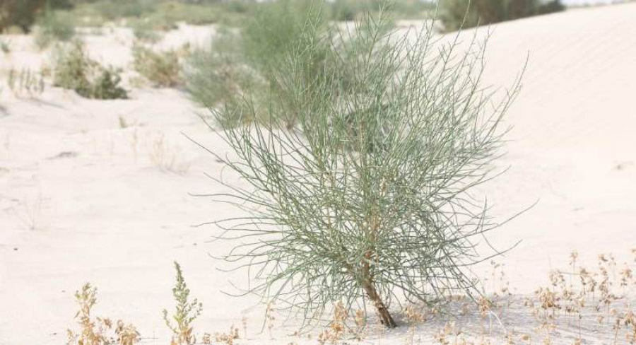 Spring planting of saxaul begins on dried bottom of Aral Sea in Kyzylorda region