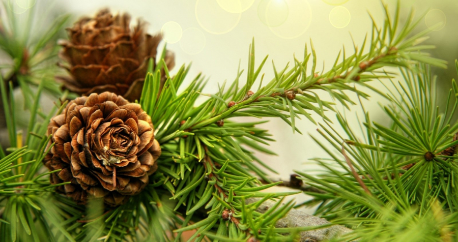 Holiday rush: live eco-friendly spruces bought up in Nur-Sultan