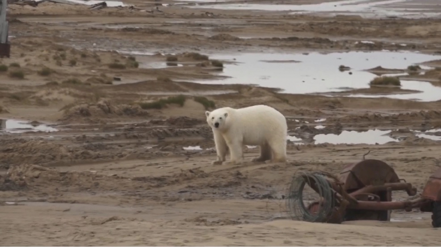 Қазақстандық волонтерлер Арктиканы қалдықтардан аршып қайтты