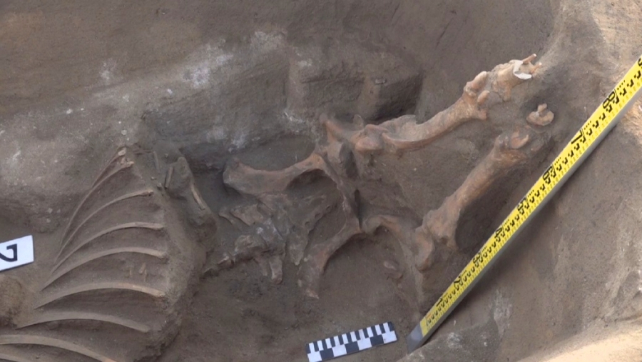 Уникальное захоронение кимакского периода обнаружили павлодарские ученые