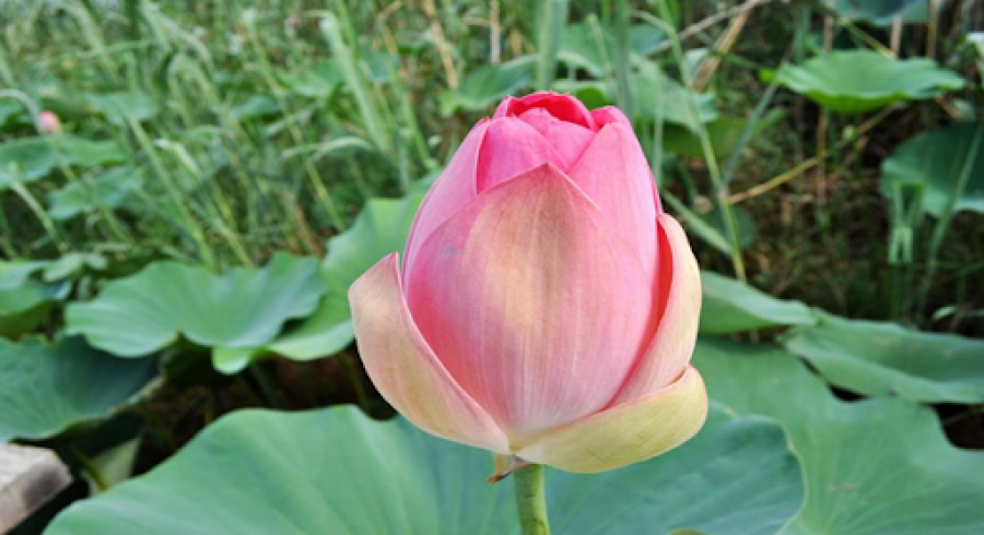 Travel brand: lotus blooms in Atyrau