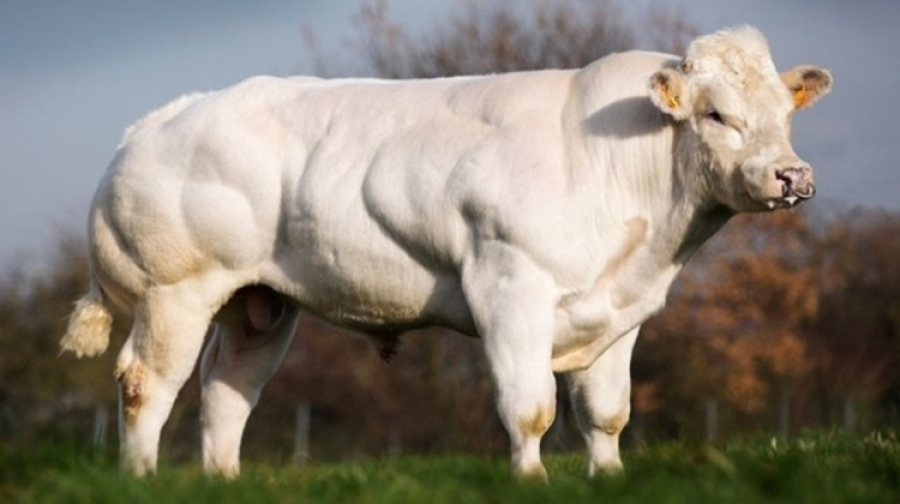 Бельгийскую бело-голубую породу коров планируют разводить в РК