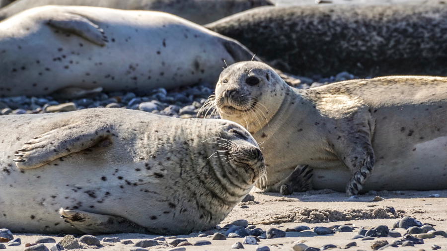 Природные резерваты для сохранения каспийского тюленя создадут в Мангистауской области