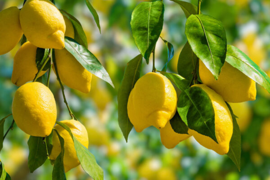 Лимоны собирают в теплицах Туркестанской области